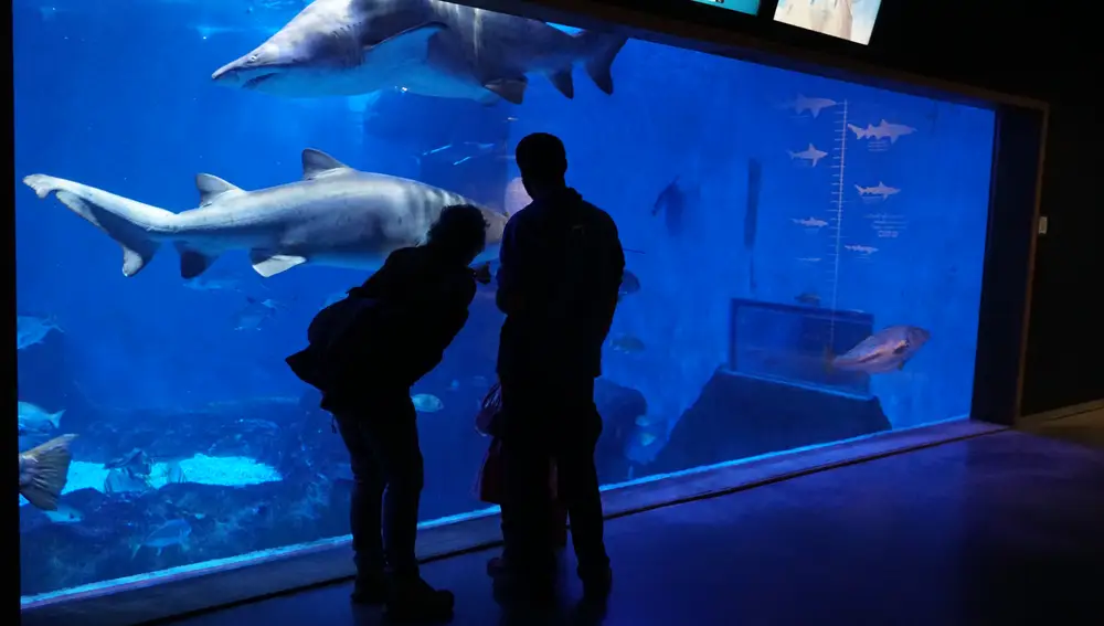 Una familia observa tiburones en una de las salas del acuario