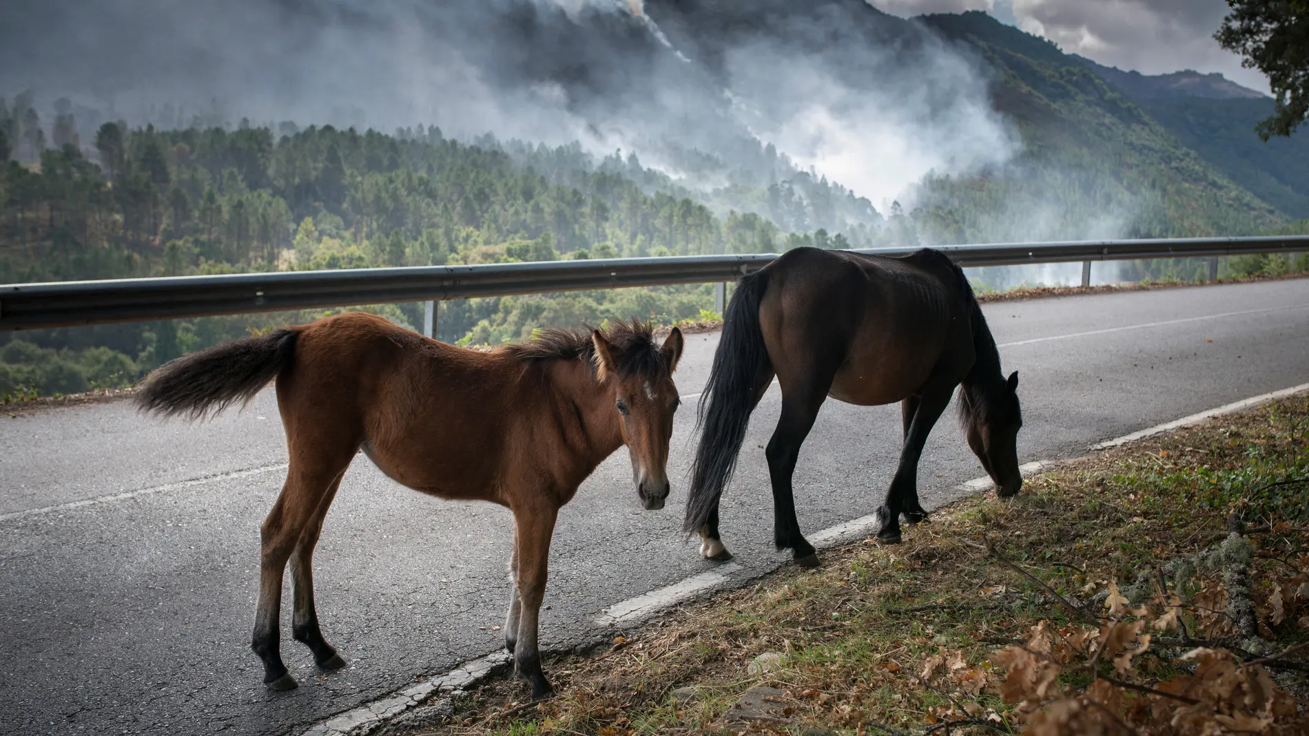 Dos caballos pastan en el margen de una carretera