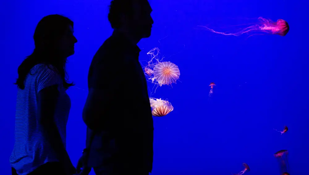 Una pareja pasea por una de las zonas del recinto en el que es posible ver medusas de todo tipo