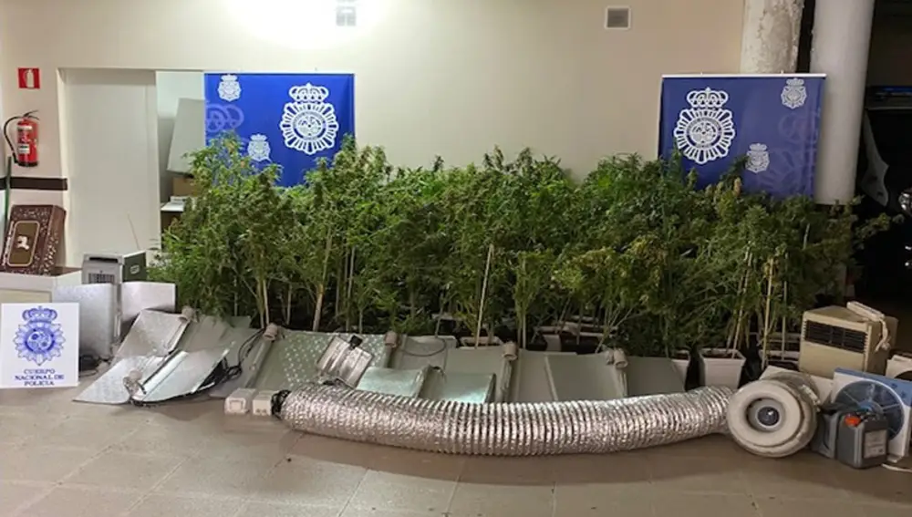 Plantas de marihuana incautadas en Soria