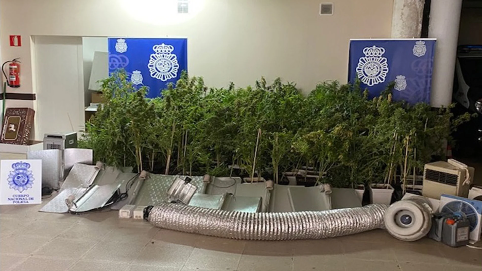 Plantas de marihuana incautadas en Soria