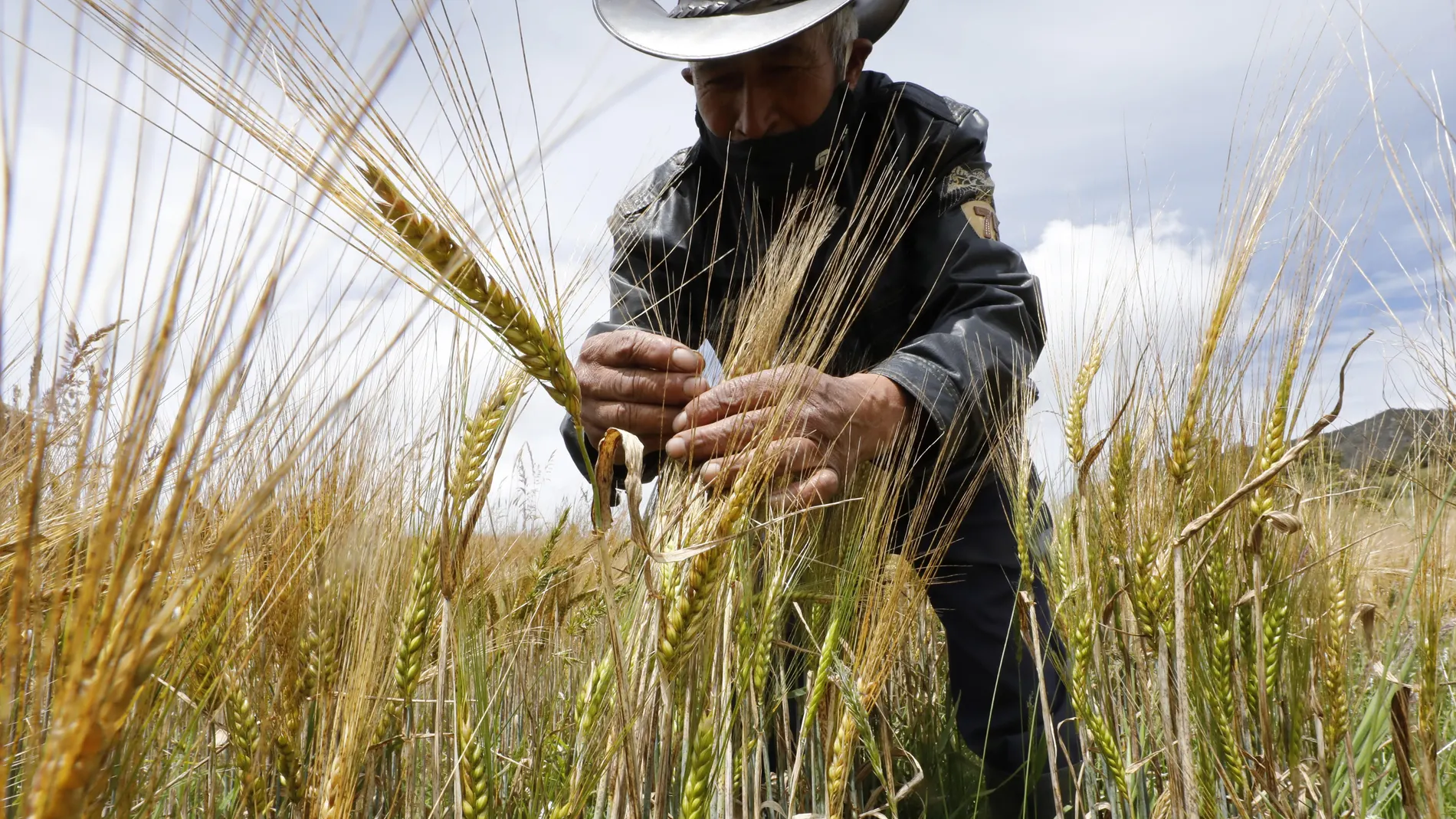 BOG212. CUCUNUBÁ (COLOMBIA), 18/09/2020.- Un agricultor muestra semillas de trigo, el 9 de septiembre de 2020, en Cucunubá (Colombia). EFE/ Mauricio Dueñas Castañeda