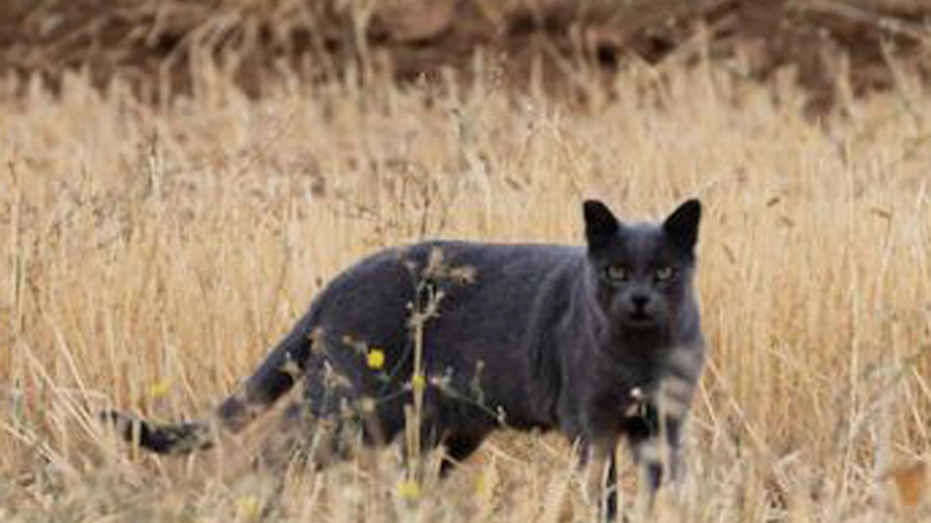 La pantera negra de Granada resultó ser un gato bien alimentado