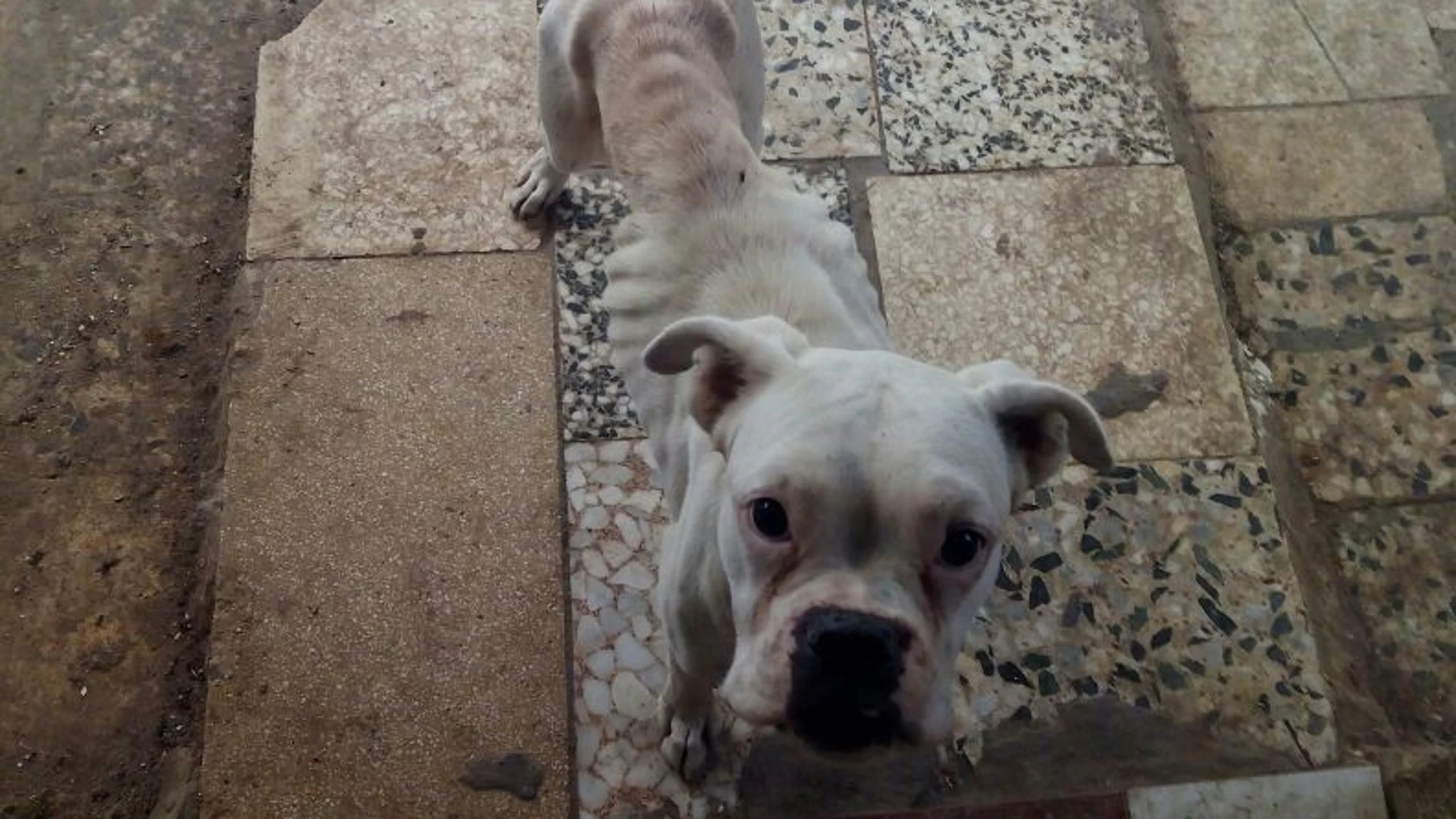 Imagen de archivo de un perro boxer desnutrido rescatado por la Policía Local de Sevilla