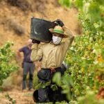 Un temporero trabaja en la vendimia en la localidad de Lapuebla de Labarca, en la Rioja Alavesa