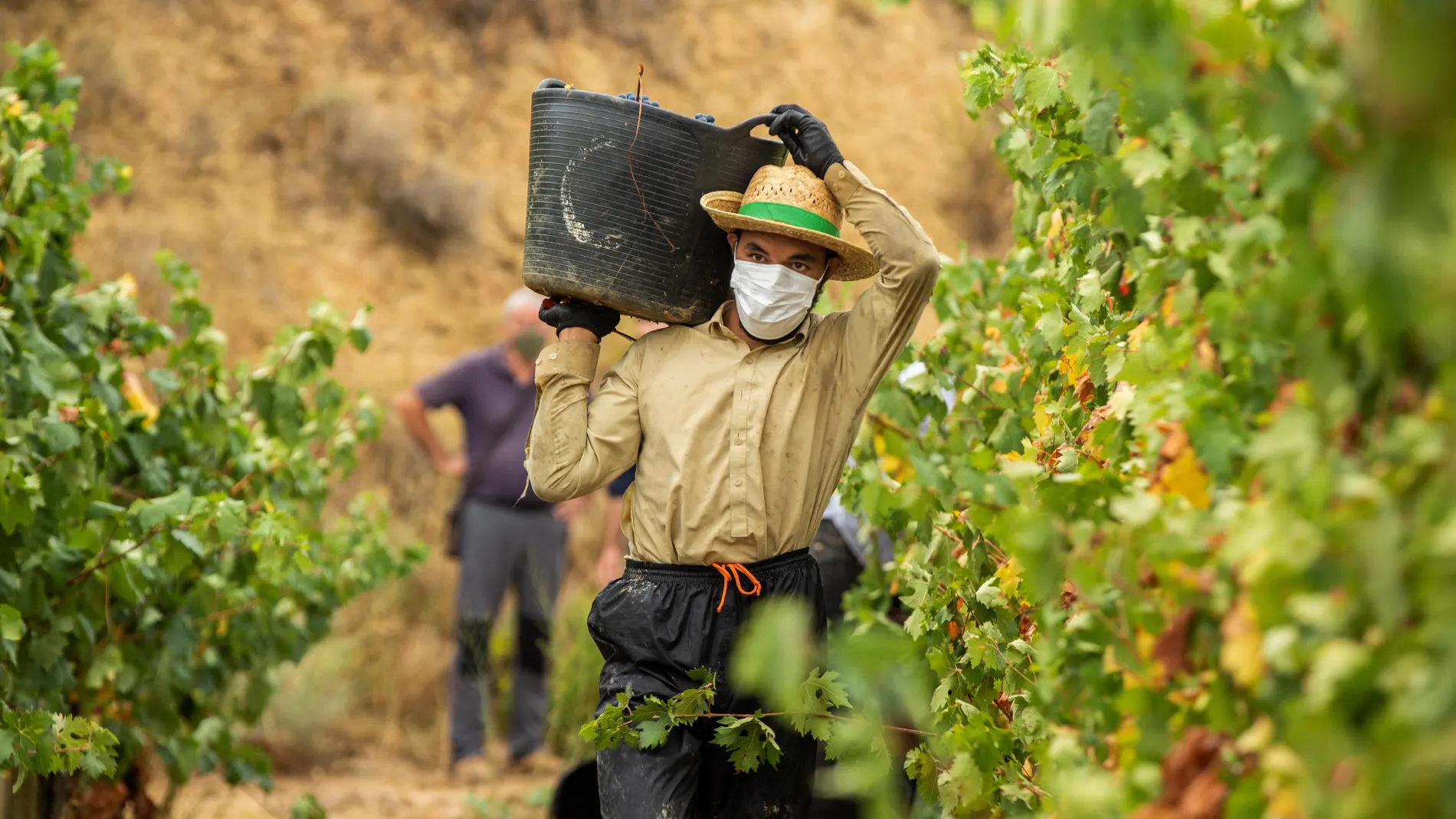 Un temporero trabaja en la vendimia en la localidad de Lapuebla de Labarca, en la Rioja Alavesa