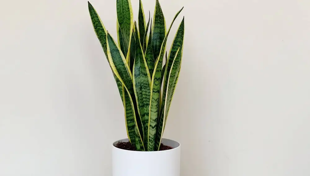 Madagascar de The Bloomcorner
