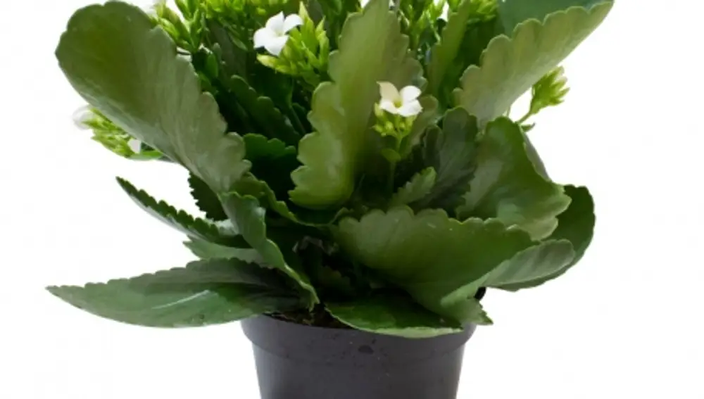 Kalanchoe de Verdecora.