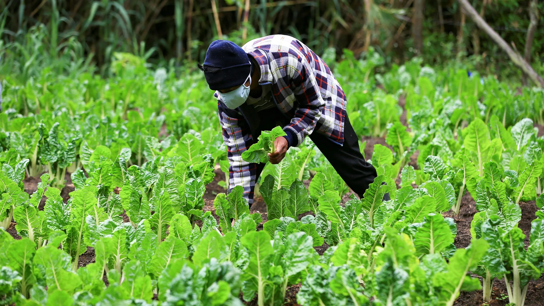 El trabajo en el campo sigue perdiendo peso