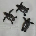 Los nuevos ejemplares de tortuga boba nacidas del nido encontrado en La MangaCARM19/09/2020