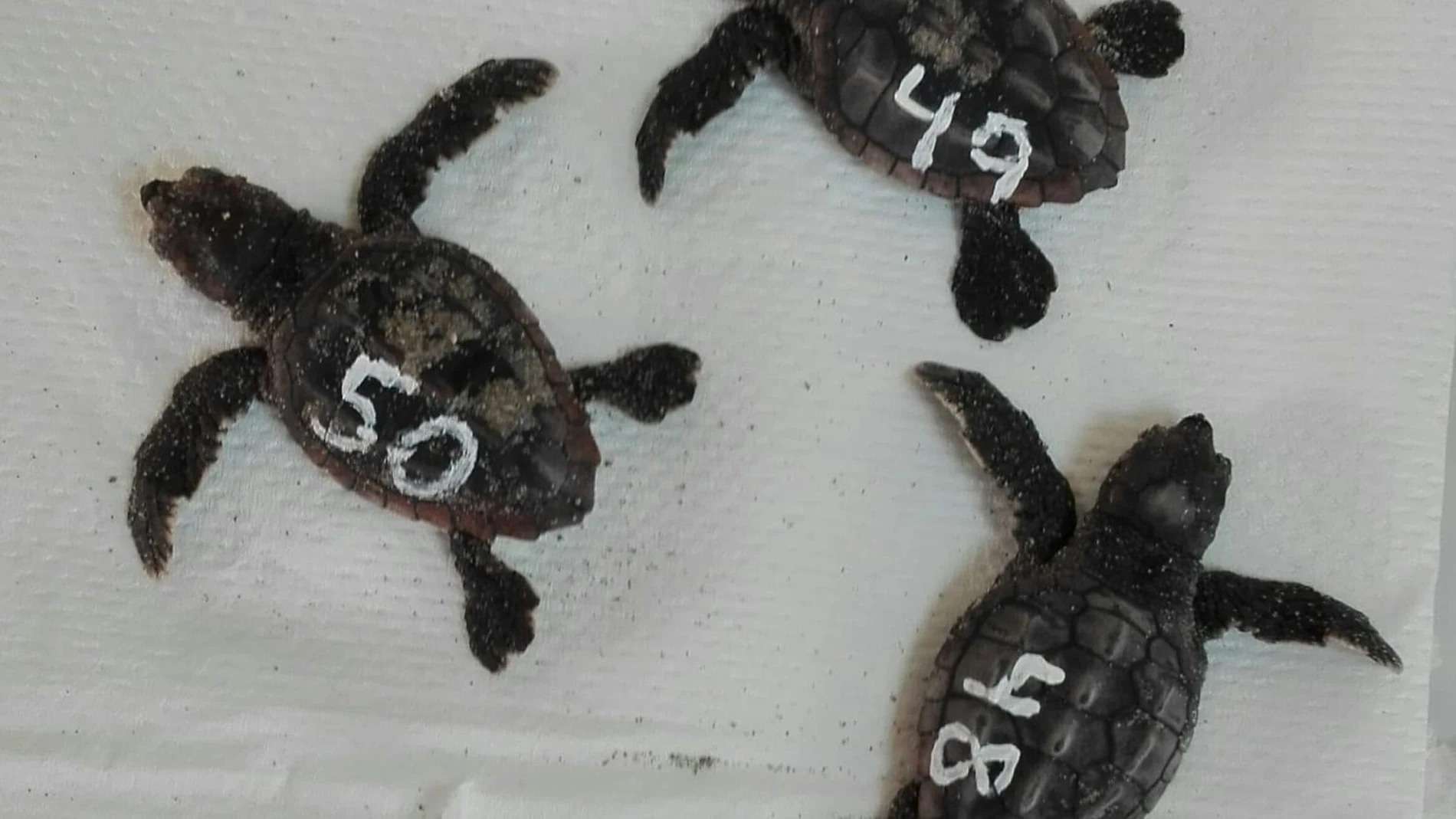 Los nuevos ejemplares de tortuga boba nacidas del nido encontrado en La MangaCARM19/09/2020