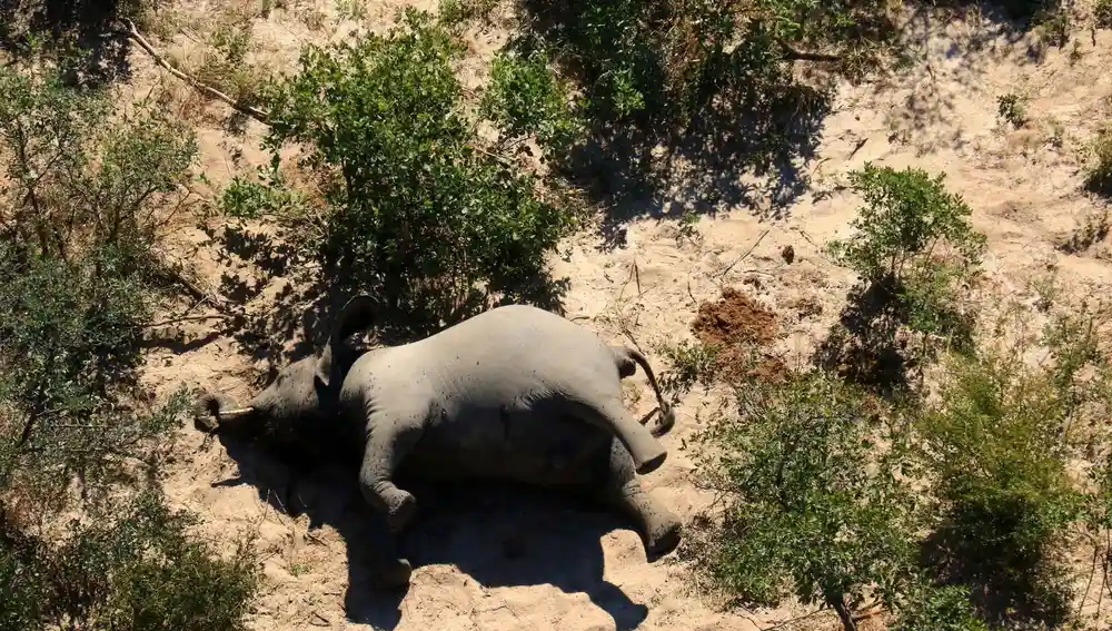 330 elefantes han aparecido muertos en Botsuana desde marzo de este año