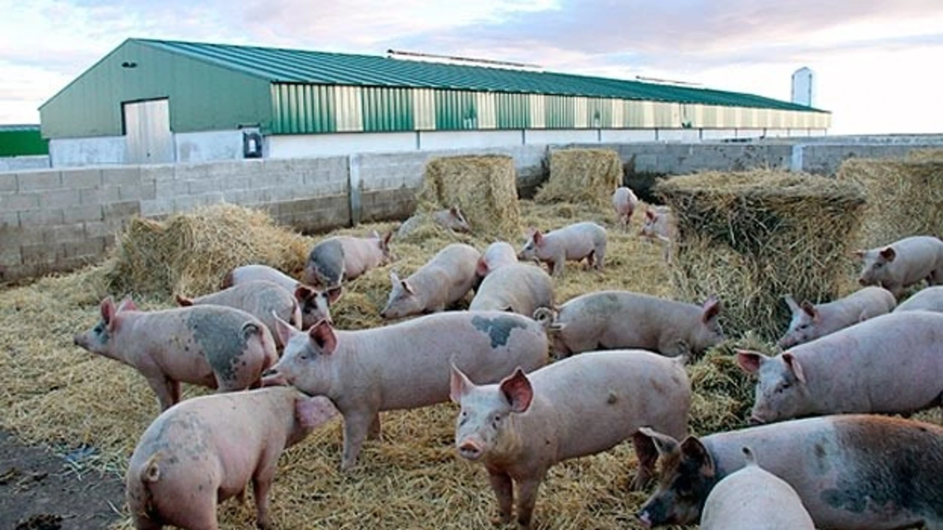 Imagen de una granja de porcino