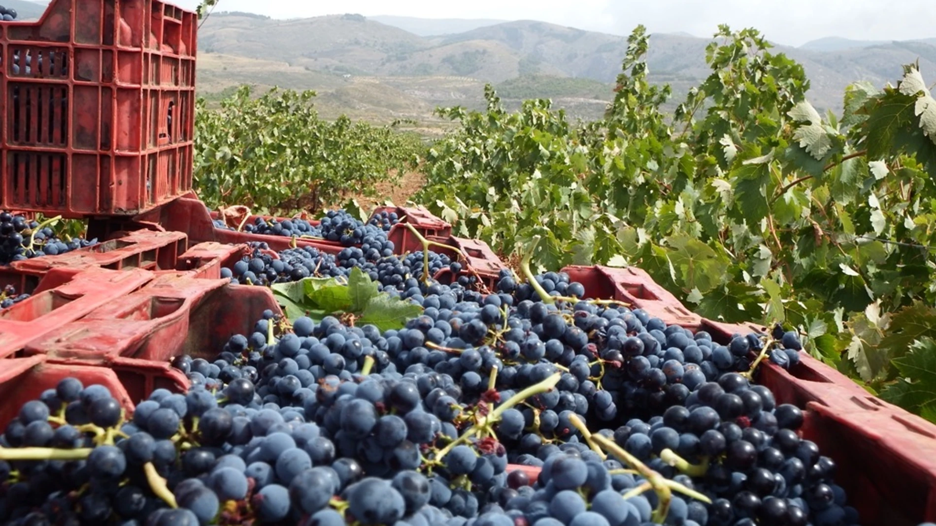 La cosecha en Requena se verá mermada por el pedrisco caído en verano