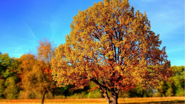 Árbol de otoño