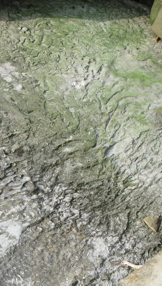 Tapete microbiano fosilizado encontrado en rocas de Suecia. La “textura arrugada” es típica de este tipo de fósiles, ya que el tapete puede arrugarse por el empuje del agua o si queda expuesto al sol. Lo que vemos en estos fósiles, sin embargo, no suele ser el tapete mismo, sino los sedimentos que había debajo y que han quedado “congelados” en la forma que les dio el tapete al arrugarse.