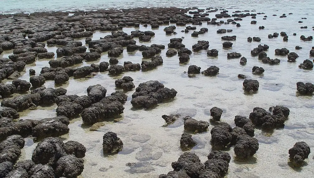 Estas rocas que parecen inocentemente desperdigadas por la playa como si las hubiera traído la marea son en realidad de origen biológico. Se trata de estromatolitos, formaciones que aparecen cuando la arena y los sedimentos se van pegando a una comunidad de bacterias que vive en su superficie. Estas rocas tienen una estructura por capas, como una lasaña, a medida que cada nueva comunidad de bacterias se instala encima de los sedimentos adheridos a la anterior. Su estructura es claramente reconocible, y los estromatolitos son una de las evidencias más antiguas de vida en nuestro planeta, con algunos remontándose más de 3000 millones de años. Éstos en concreto han sido fotografiados en Shark Bay, en el oeste de Australia.