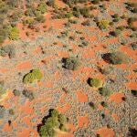 Círculos de hadas en el pasto de las zonas áridas de Australia Occidental