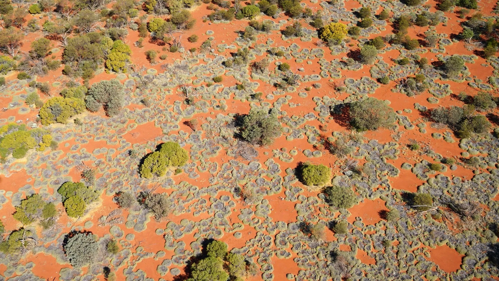 Círculos de hadas en el pasto de las zonas áridas de Australia Occidental