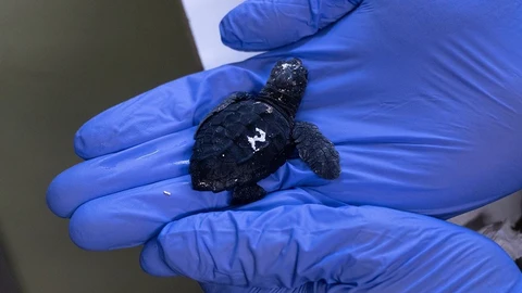 Tortuga boba nacida en Bioparc Fuengirola del nido encontrado en las playas del municipio