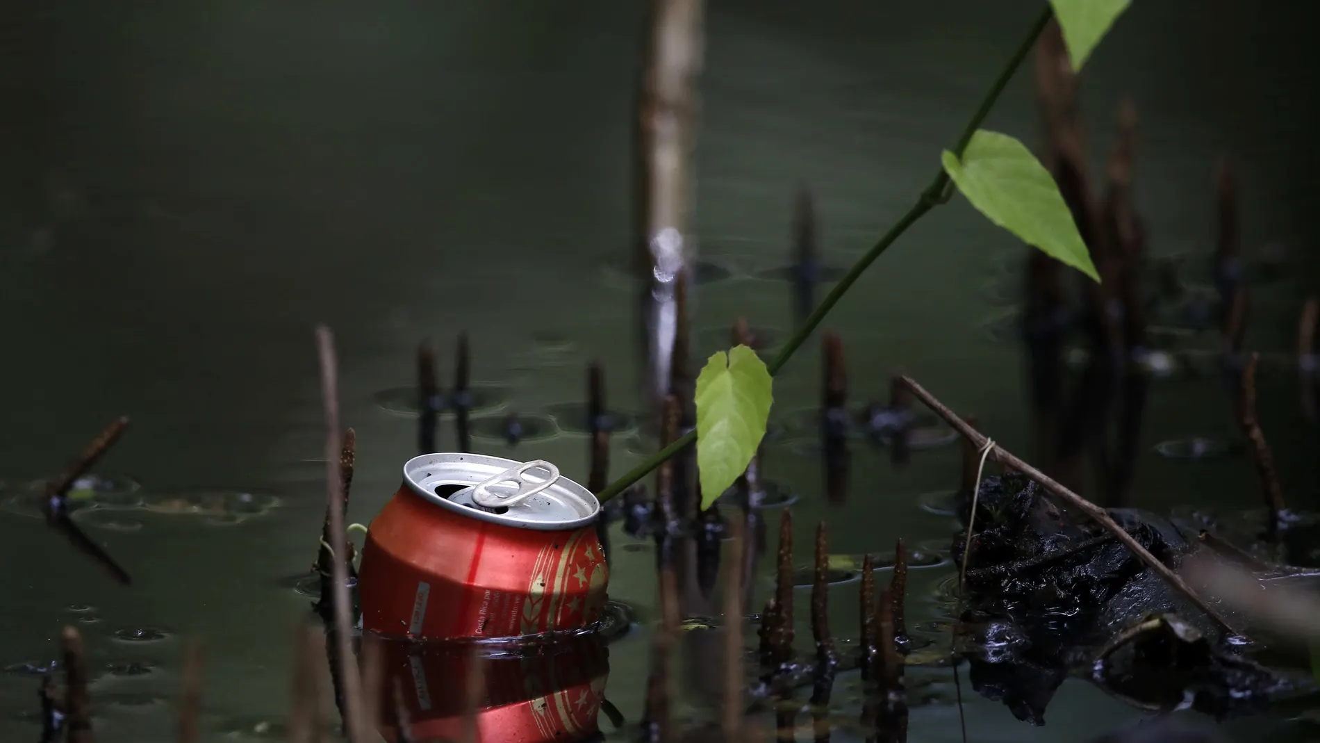 Fotografía de basura en un manglar en la Zona de Baja Mar, que subsiste por las aguas costeras de la zona costera del pacífico central de Costa Rica