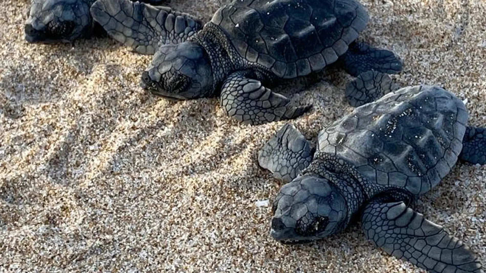 Tres de las primeras seis tortugas bobas nacidas en El Saler