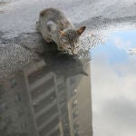 Hubo más gatos que salieron de sus hogares en mayo, junio y julio que en abril