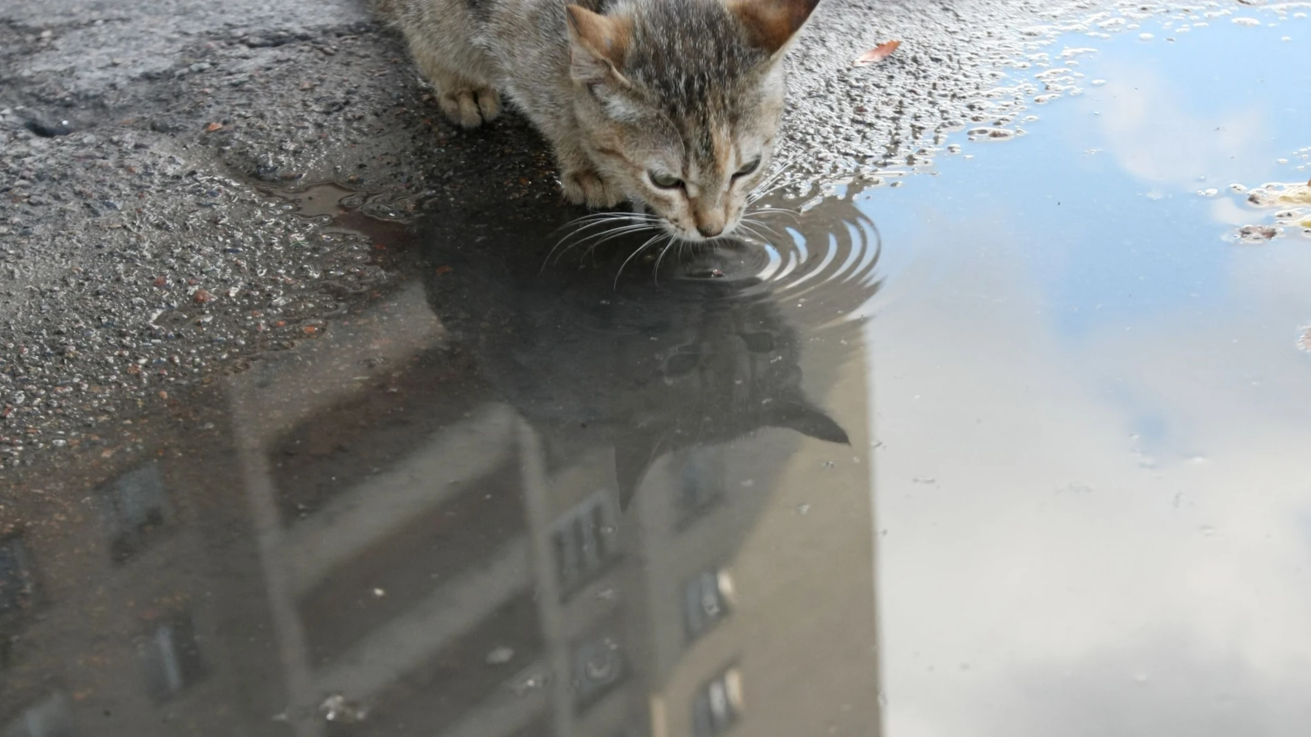 Hubo más gatos que salieron de sus hogares en mayo, junio y julio que en abril