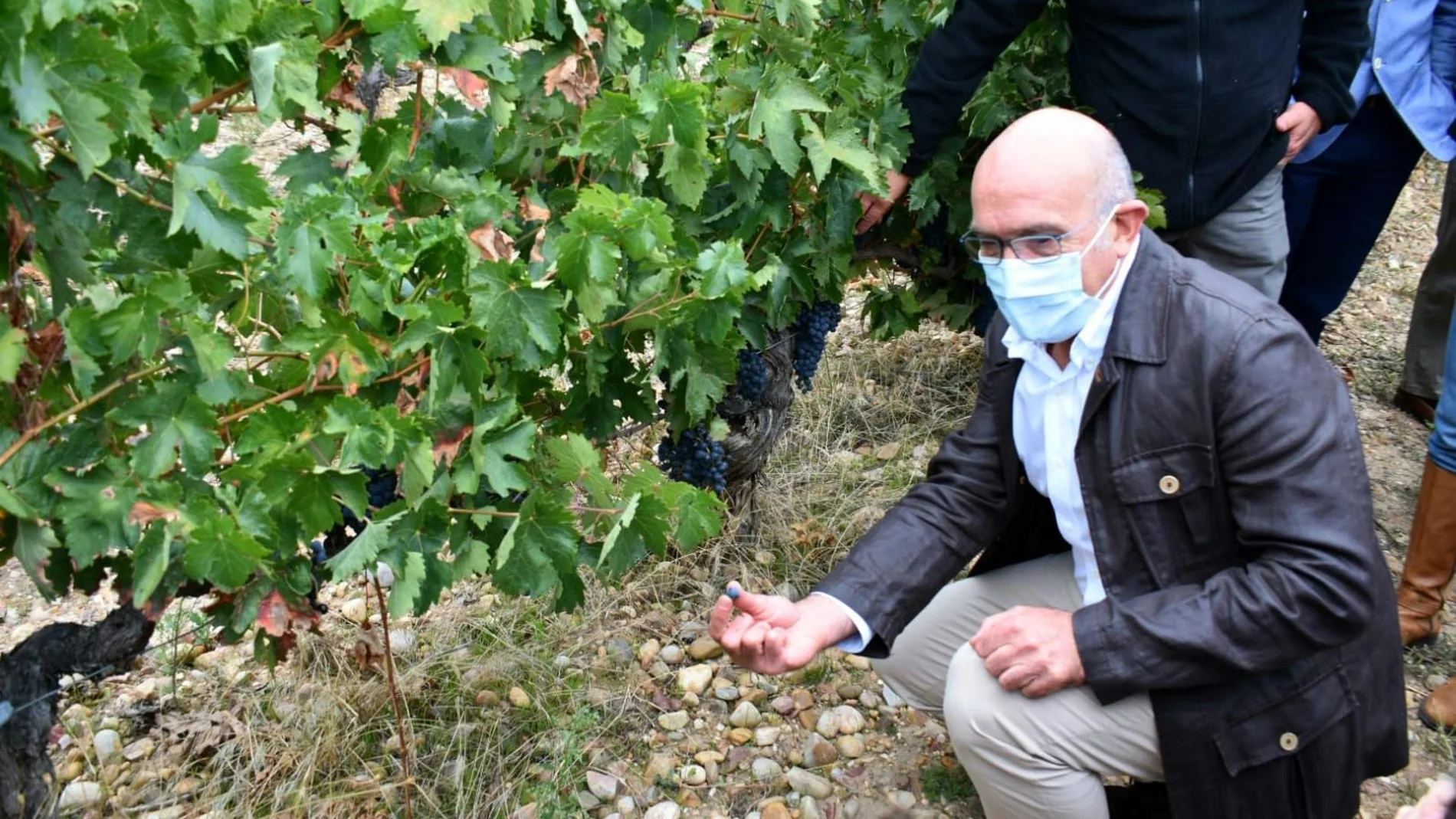 El consejero de Agricultura, Ganadería y Desarrollo Rural, Jesús Julio Carnero, durante la visita a unos viñedos