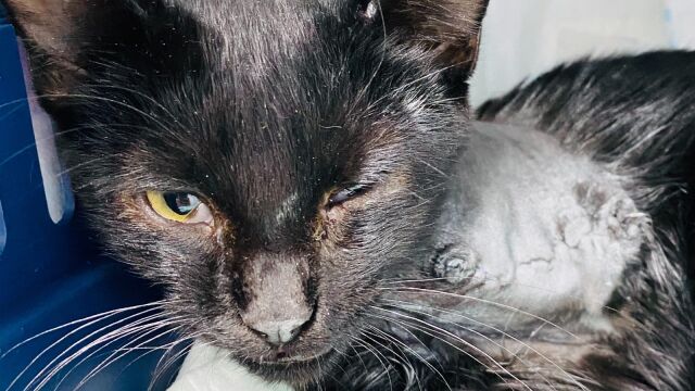 El gato Jonás herido grave al recibir disparos de escopeta