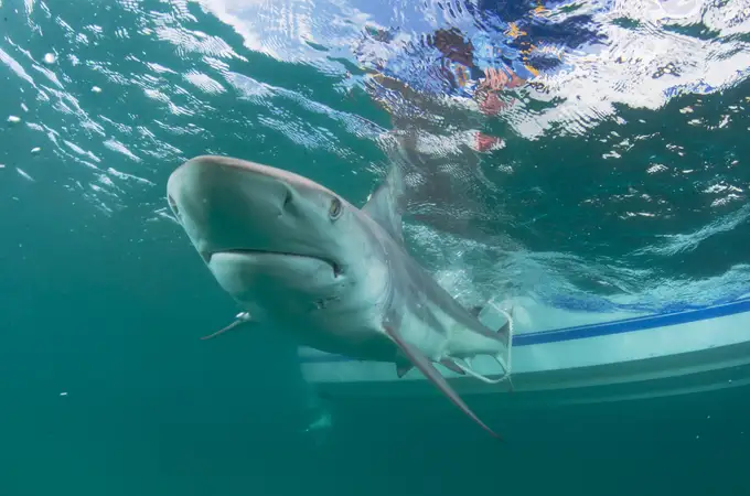 Los tiburones, bajo la amenaza de la vacuna anti Covid-19