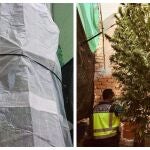 Imagen de la plantación intervenida en el patio del inmueble