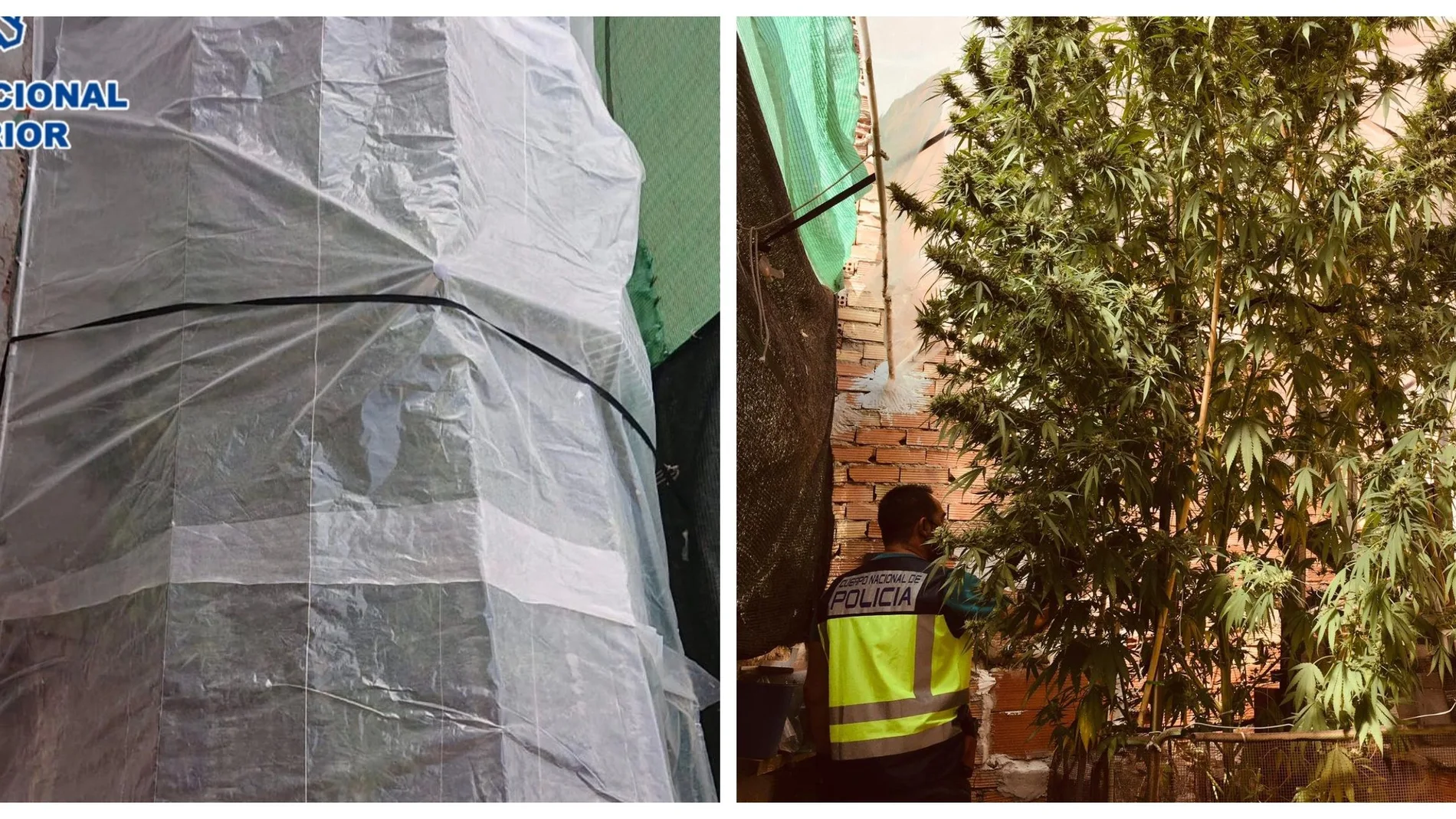 Imagen de la plantación intervenida en el patio del inmueble
