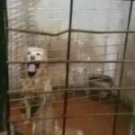 Perros rescatados de una vivienda insalubre en València