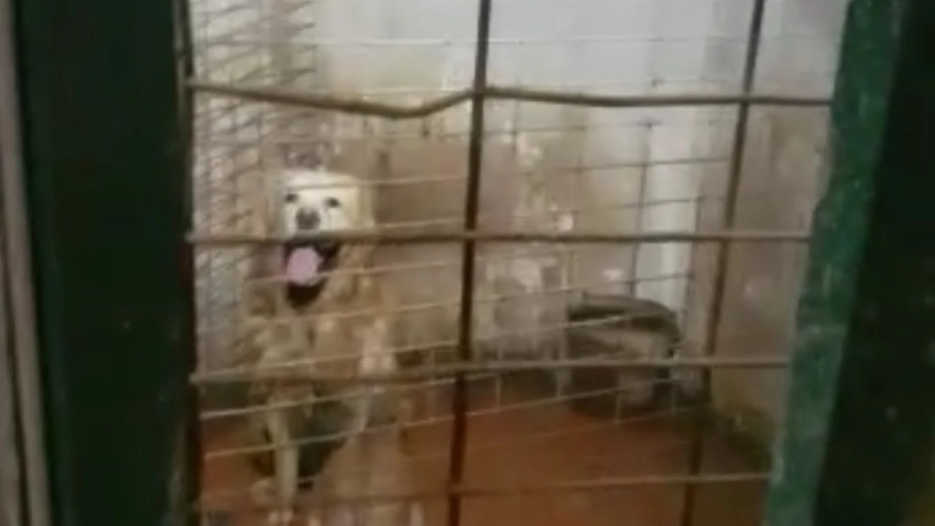 Perros rescatados de una vivienda insalubre en València