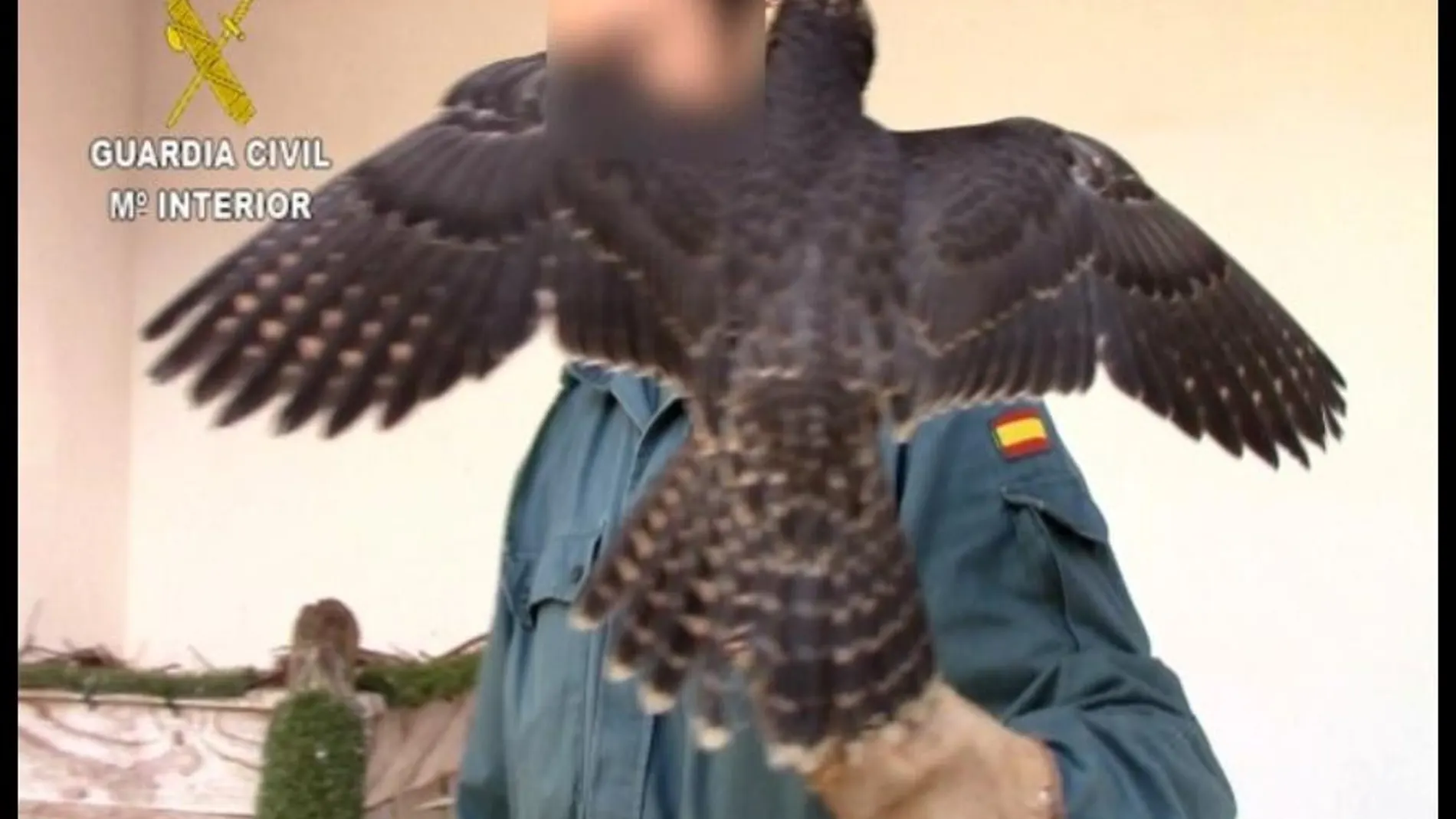 Una de las aves recuperadas por la Guardia Civil