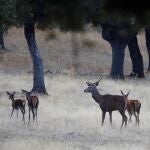 Los investigadores aún no están seguros de si los ciervos pueden transmitir el virus a los humanos o si otros animales salvajes también lo están transmitiendo