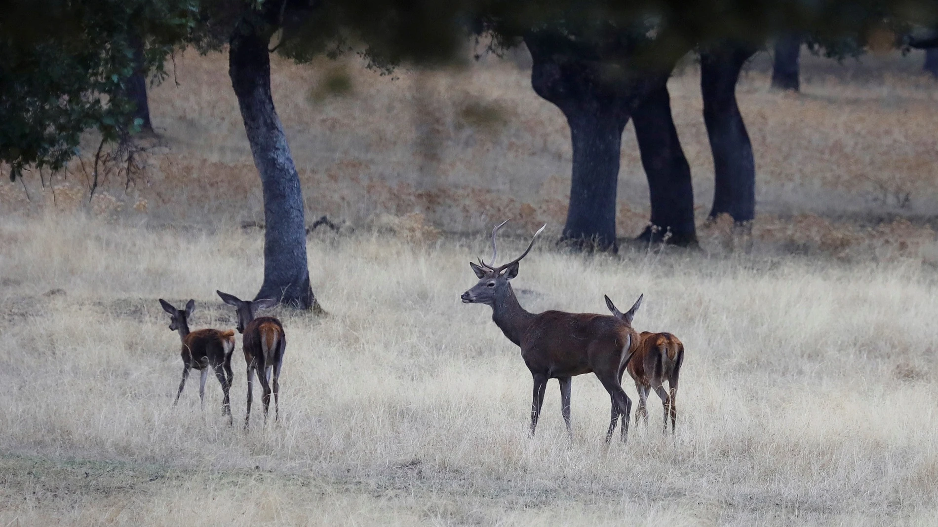 Los investigadores aún no están seguros de si los ciervos pueden transmitir el virus a los humanos o si otros animales salvajes también lo están transmitiendo