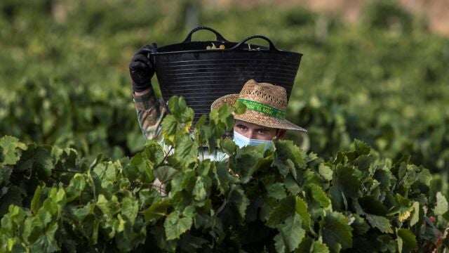 Viñas del Marco de Jerez, en la provincia de Cádiz