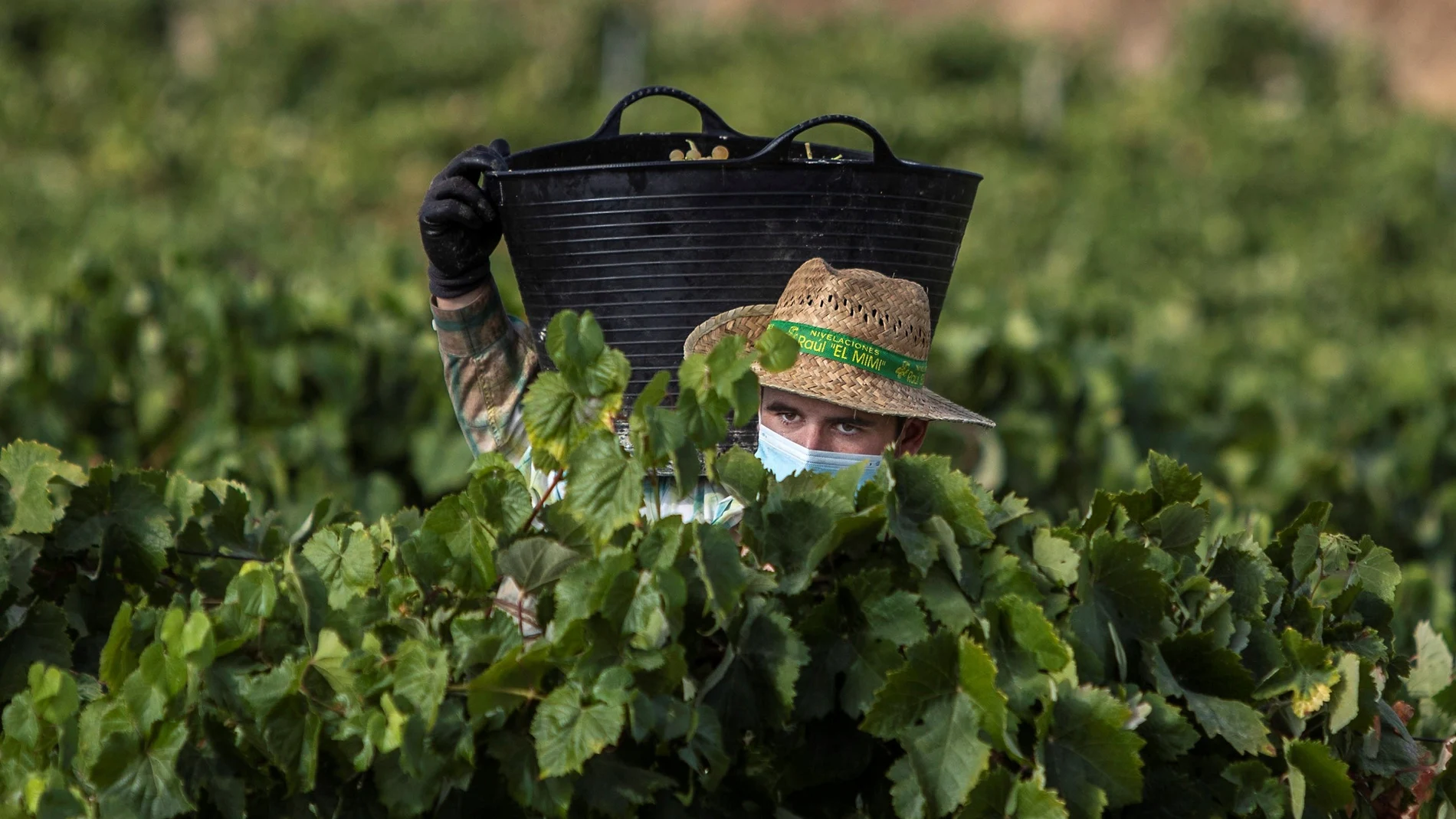 Viñas del Marco de Jerez, en la provincia de Cádiz. Todo el sector del vino supone el 2,24% del PIB español