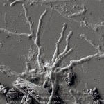 Estructuras semejantes a neuronas preservadas en una presunta muestra de tejido cerebral vitrificado. CEINGE (Foto de ARCHIVO)29/07/2020