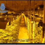 Aspecto del zulo donde se plantaba la marihuana