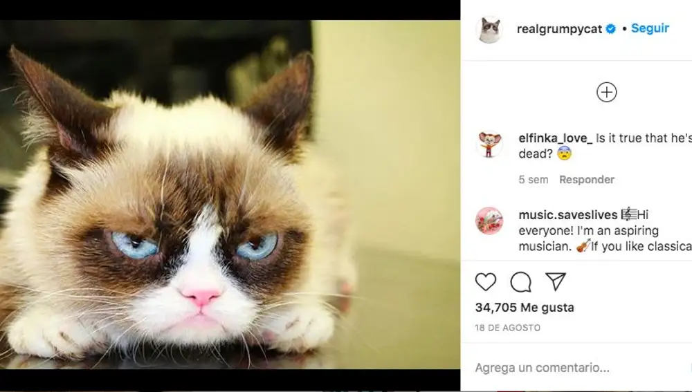 4. Real Grumpy Cat: el animal con más seguidores: 2,8 millones