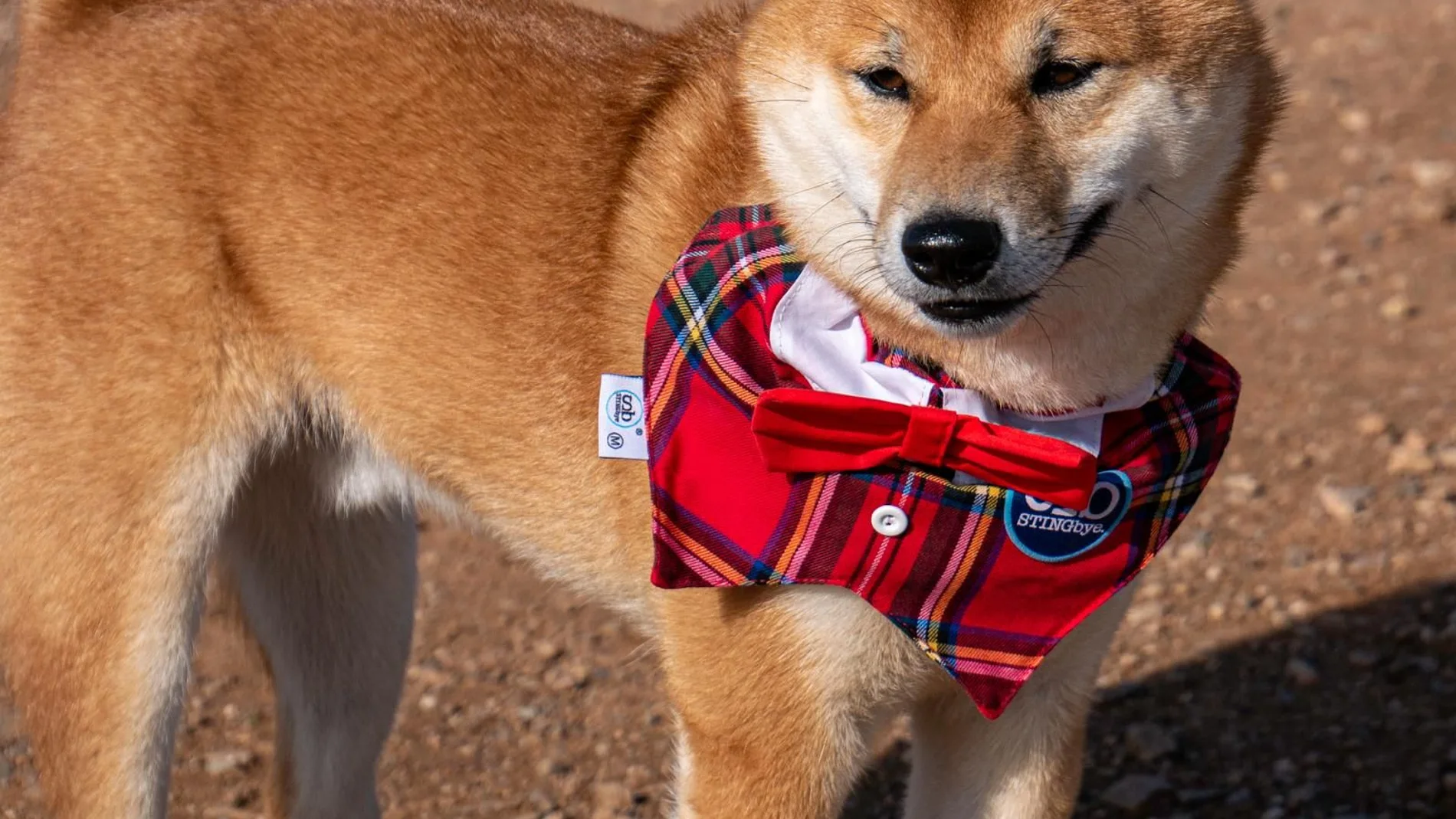 Ropa para perros antigarrapatas