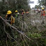 Operarios retiran de una carretera de Cancún los árboles derribados por el huracán "Delta"