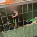 el niño de 18 meses estaba en una jaula de 4 por 4 rodeado de basura y rodeado de serpientes.