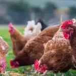 La Junta de Andalucía ha confirmado un nuevo brote de gripe aviar