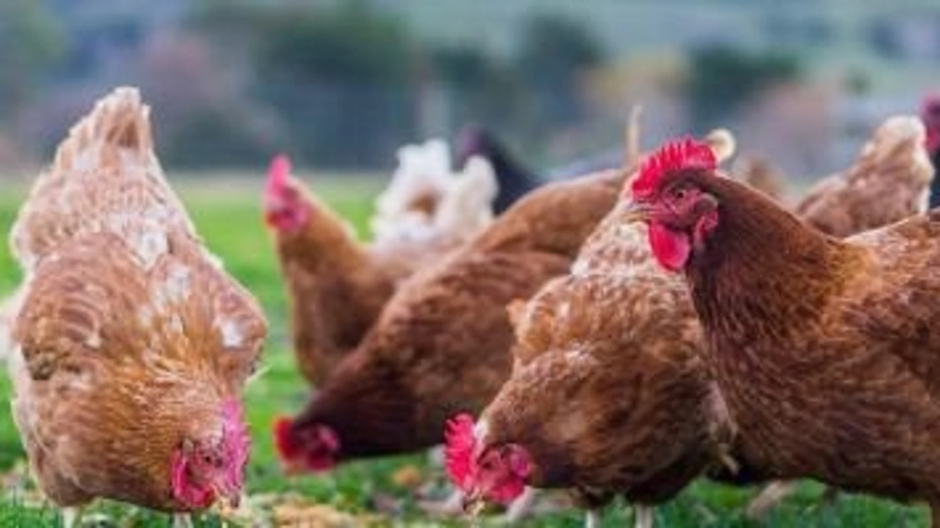 La Junta de Andalucía ha confirmado un nuevo brote de gripe aviar