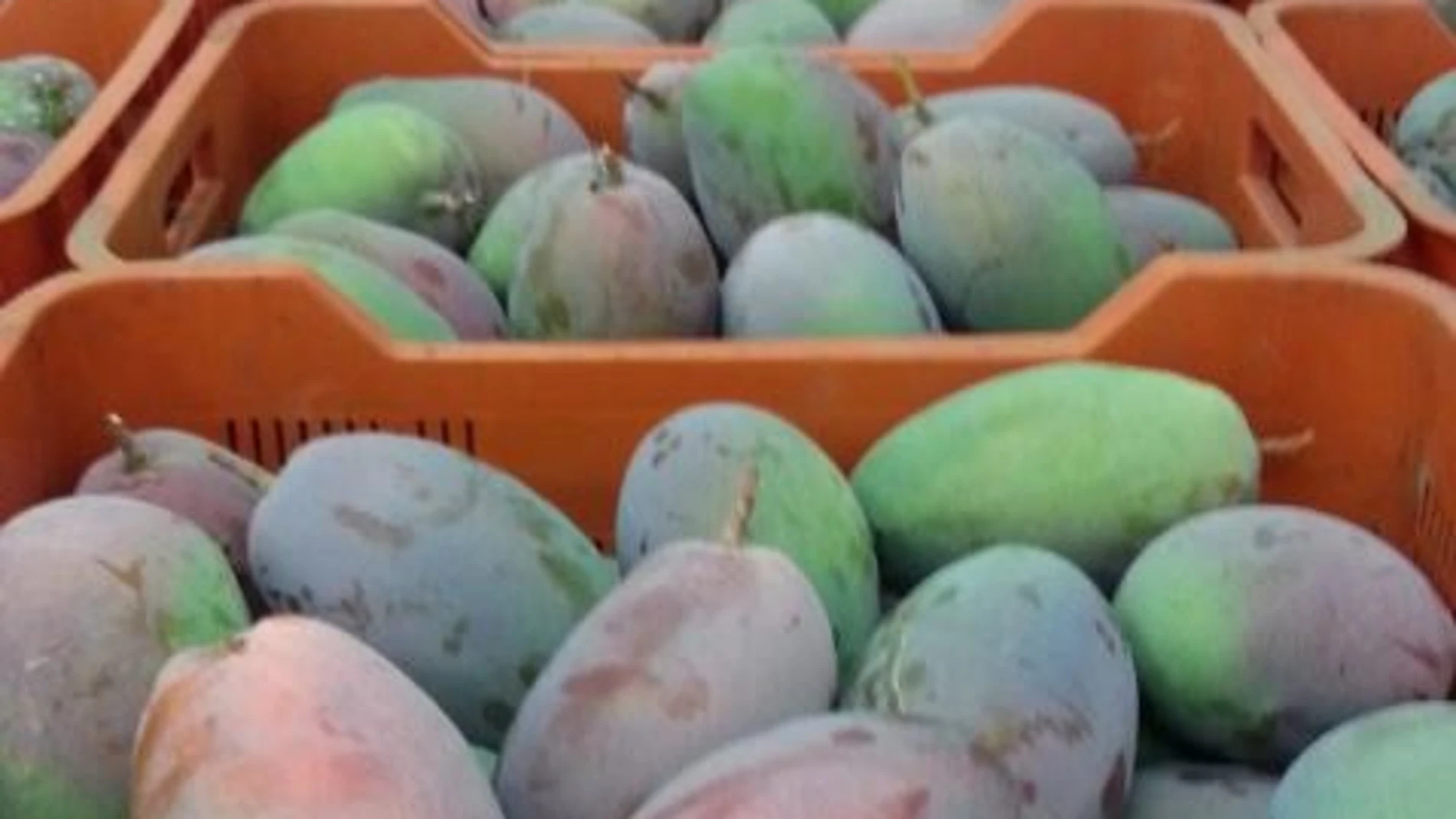 Mangos de la provincia de Málaga