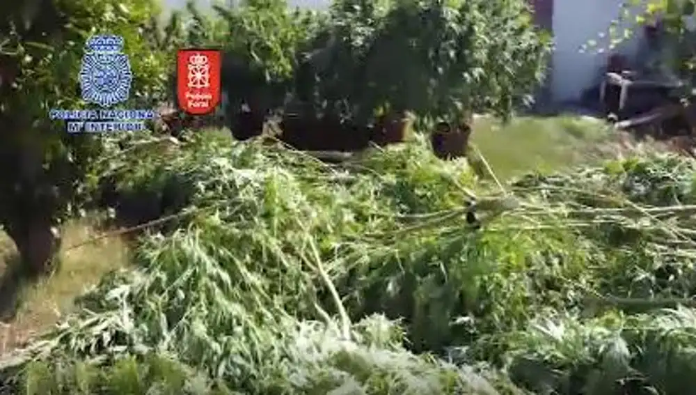 Imagen de la plantación de marihuana encontrada
